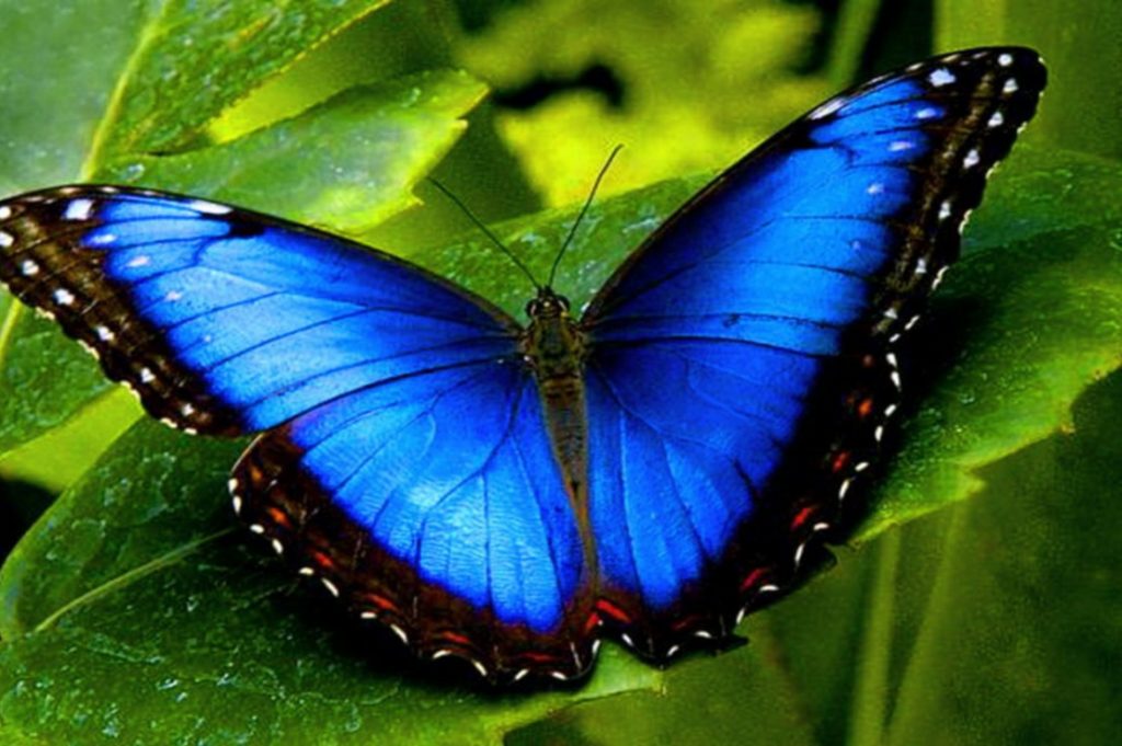 borboleta azul psiqueasy