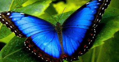 borboleta azul psiqueasy