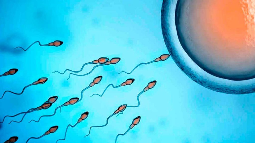 fecundação vida intrauterina