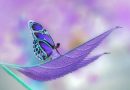 Borboleta azul psicopedagogo