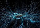 transmissão de sinais no sistema nervoso