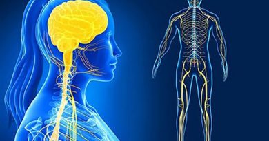 Sistema Nervoso e Aprendizagem
